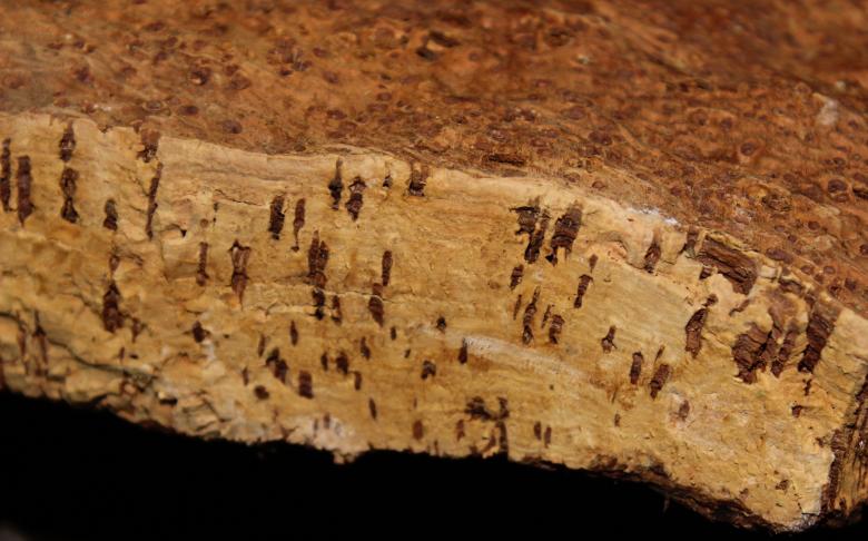 Free stock image of Bark - Cork - Cork Oak Bark created by Jack Moreh