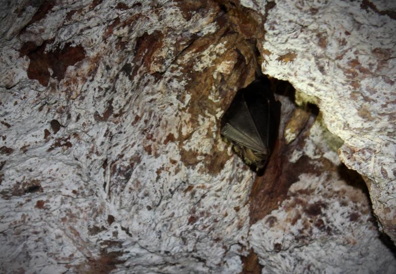 Free stock image of Common Bent-wing Bat Resting Inside a Mine created by Jack Moreh