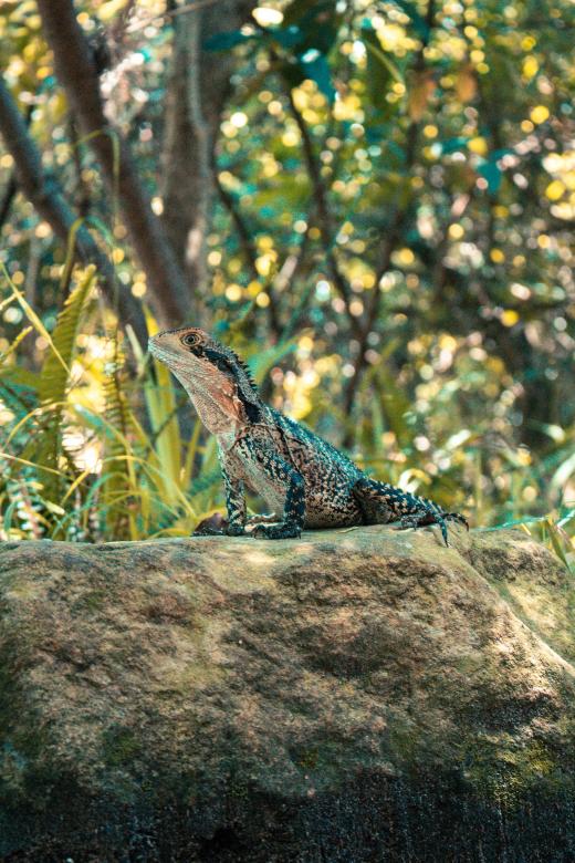 Free stock image of Lizard on a Rock created by Tom Hill