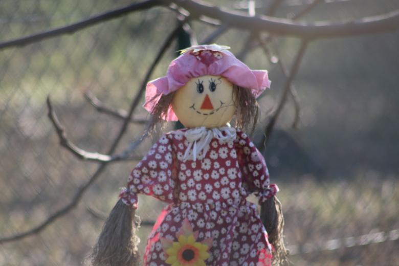 Free stock image of Ragdoll in a garden created by GAIMARD Jacques