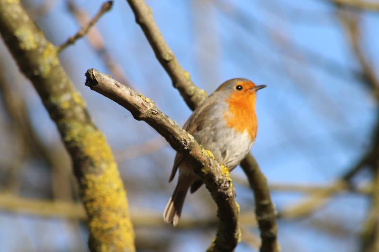 Free stock image of Lovely robin on its branch created by GAIMARD Jacques