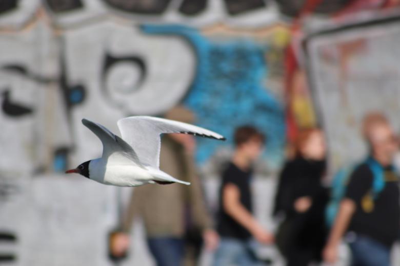 Free stock image of Seagull flying by... created by GAIMARD Jacques