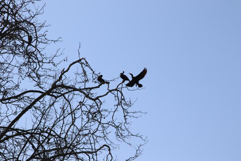 Free stock image of Winter birds created by GAIMARD Jacques