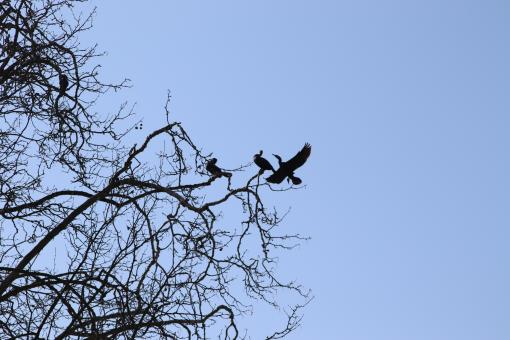 Free Stock Photo of Winter birds