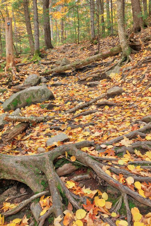 Free stock image of Autumn Maliseet Forest Trail created by Nicolas Raymond