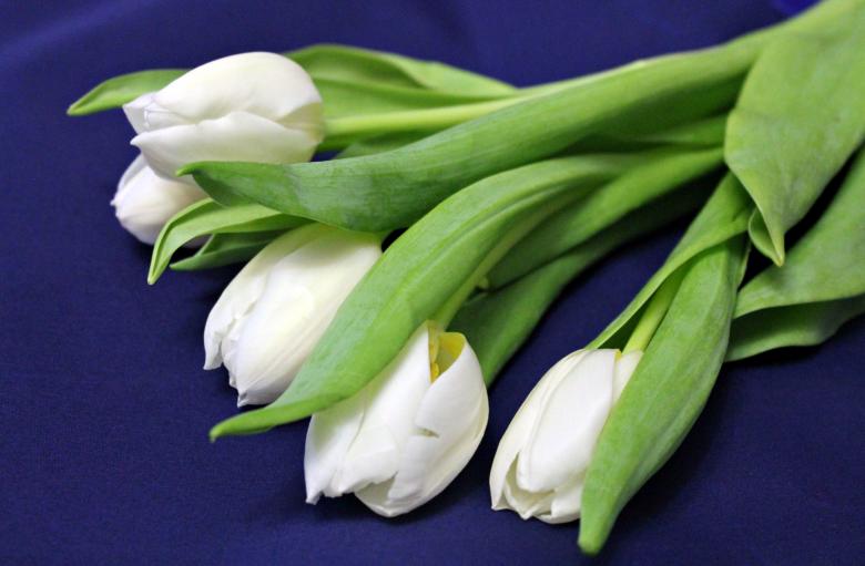Free stock image of White Tulips created by NomeVizualizzato
