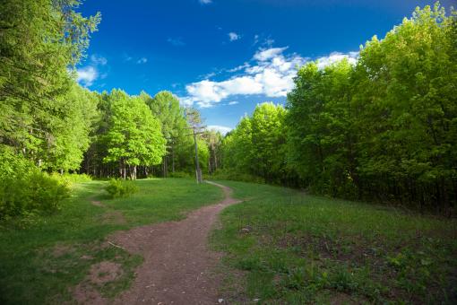 Road in the green forest - Free Stock Photo
