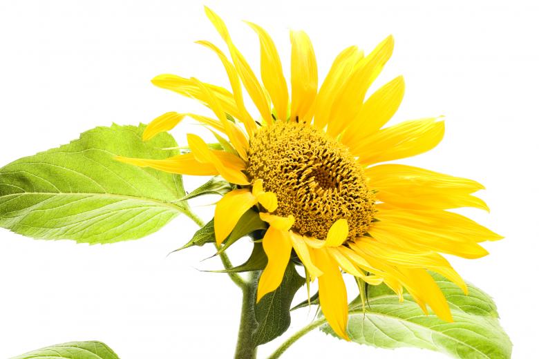 Free stock image of Yellow Sunflower created by 2happy