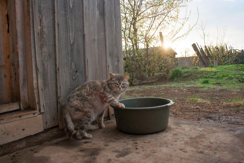 Free stock image of Cat created by 2happy