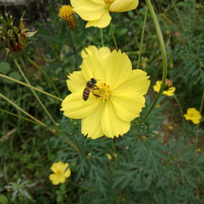 Free stock image of Yellow Flower with Bee created by Free Stock Photos