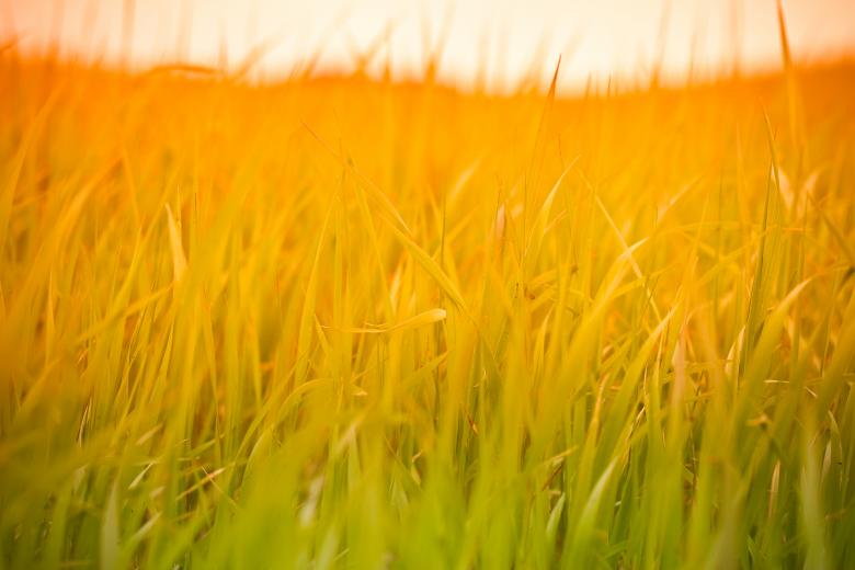 Free stock image of Summer Haze created by Bjorgvin