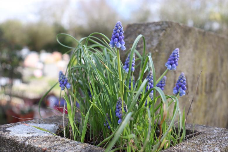 Free stock image of Very first spring flowers on a grave created by GAIMARD Jacques