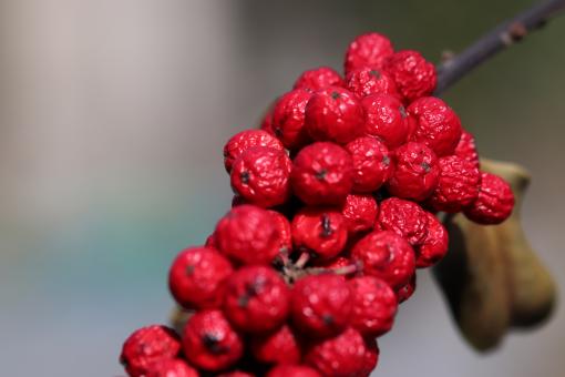 Free Stock Photo of Last fall fruits on a shrub