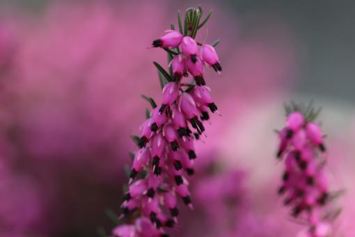 Free Stock Photo of Pink heather on a grave