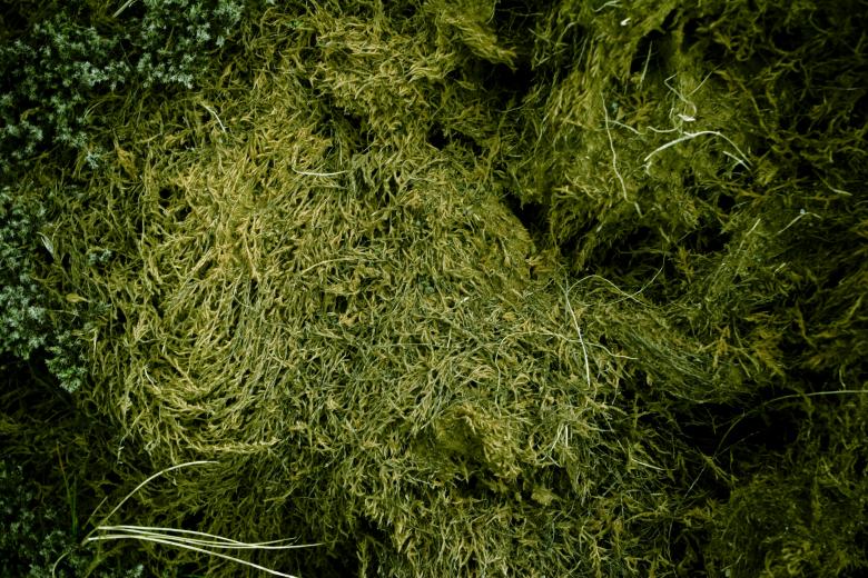 Free stock image of Organic Grass Texture created by Bjorgvin