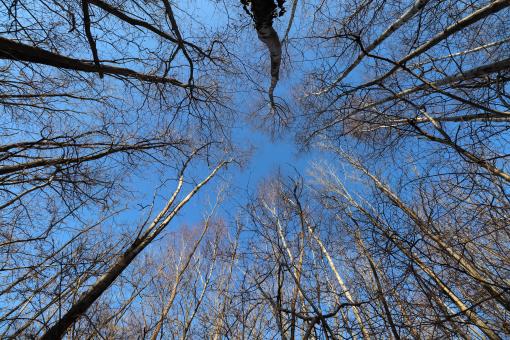 Tree trunks in winter - Free Stock Photo