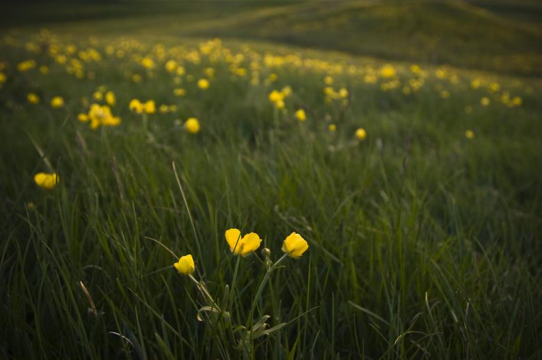 Free stock image of Yellow Flowers in a Field created by Bjorgvin