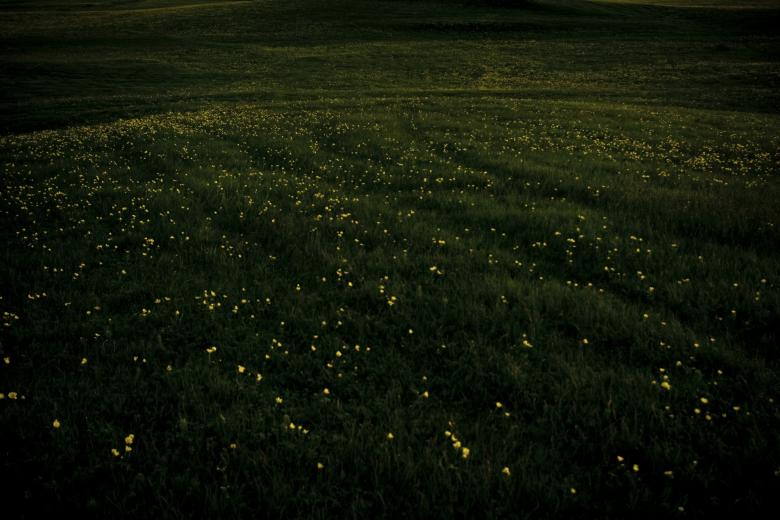 Free stock image of Green Field Background created by Bjorgvin