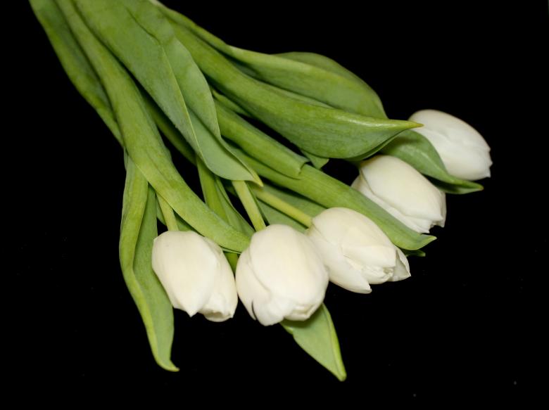 Free stock image of White tulips on black background created by NomeVizualizzato