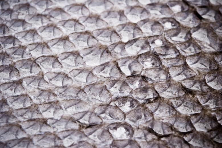 Free stock image of Dry Fish Scales Surface created by Bjorgvin
