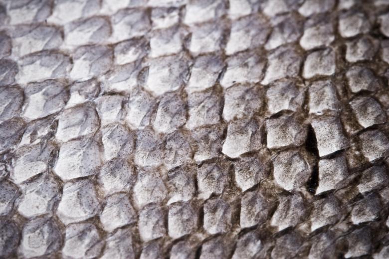 Free stock image of Dried Fish Scales Background created by Bjorgvin