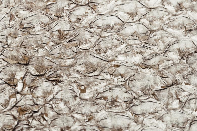 Free stock image of Fish Scale Texture created by Bjorgvin
