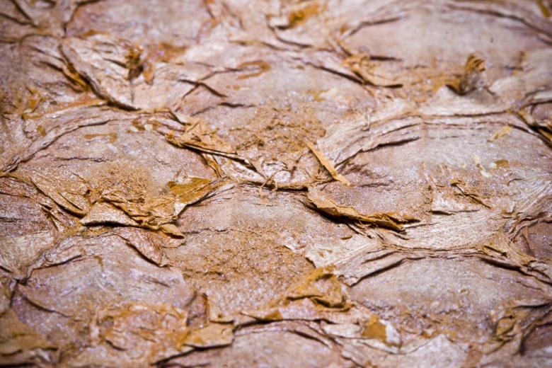 Free stock image of Cracked and Dry Fish Scales Background created by Bjorgvin