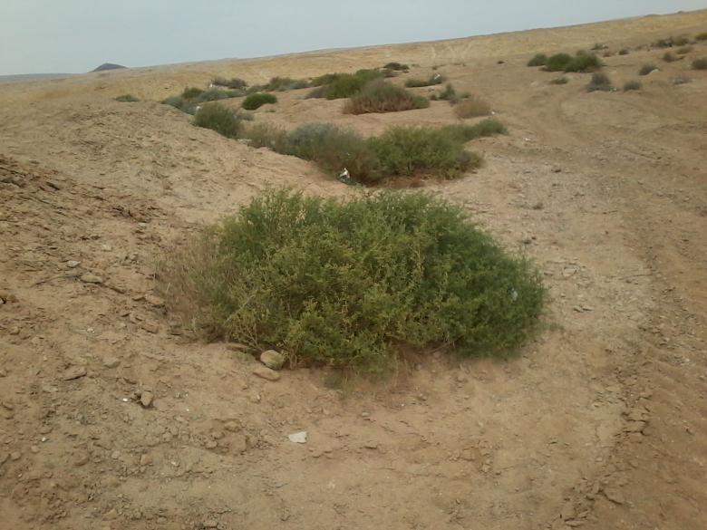 Free stock image of Planting in the desert created by mahmoud Mohammed