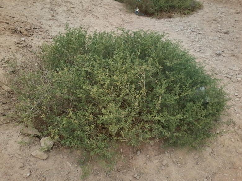 Free stock image of Shrub in the desert created by mahmoud Mohammed