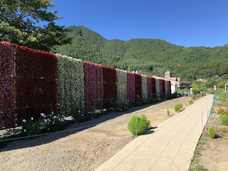 Free stock image of Wall of Flowers created by Hungyi, Wu
