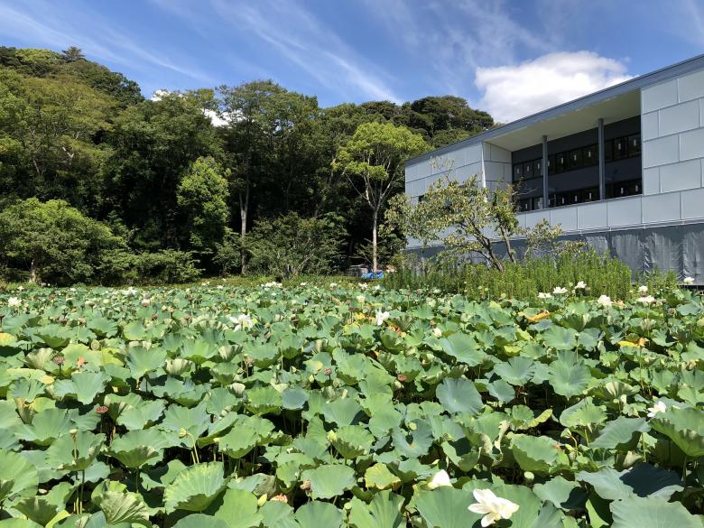 Free stock image of Lotus Flowers created by Hungyi, Wu