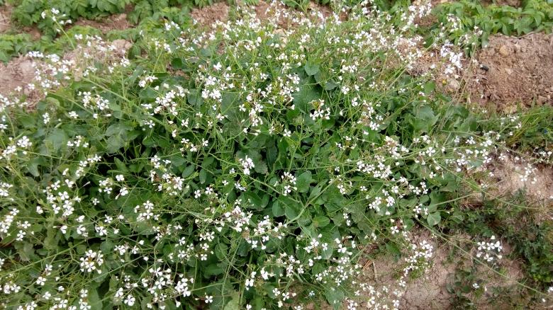 Free stock image of White Flowers on Shrub created by mahmoud Mohammed
