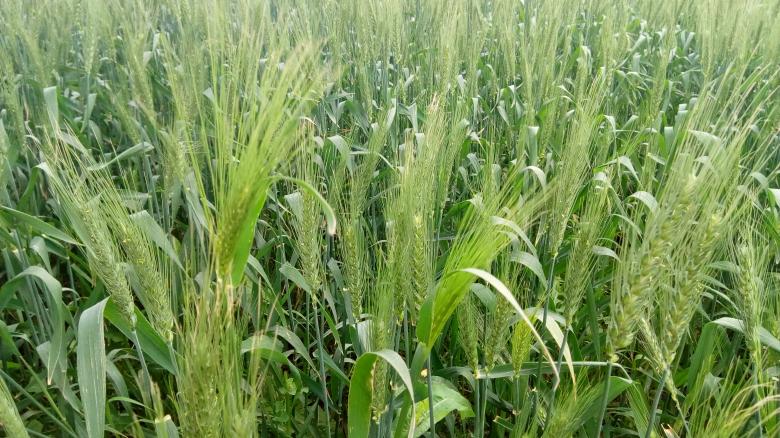 Free stock image of Green Wheat Field created by mahmoud Mohammed