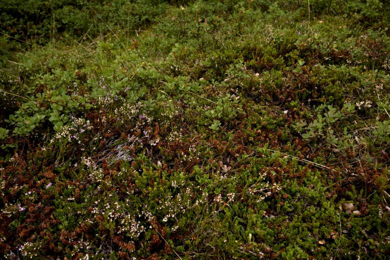 Free stock image of Grass and Moss Background created by Bjorgvin