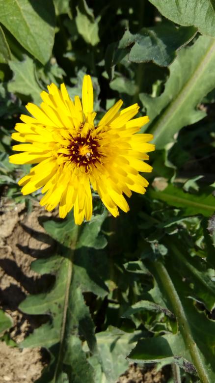 Free stock image of Yellow Weed created by mahmoud Mohammed