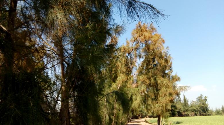 Free stock image of Gazorin trees created by mahmoud Mohammed