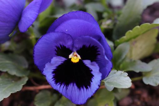Blue pansy - Free Stock Photo