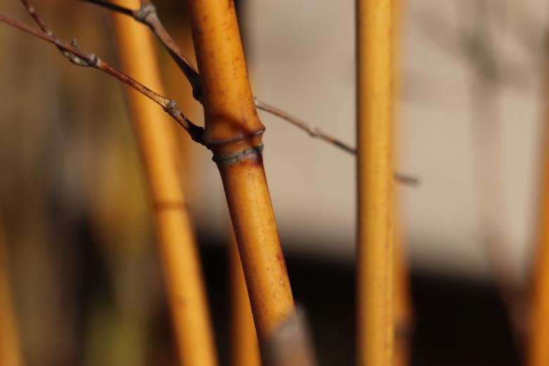 Free stock image of Yellow bamboo stems created by GAIMARD Jacques