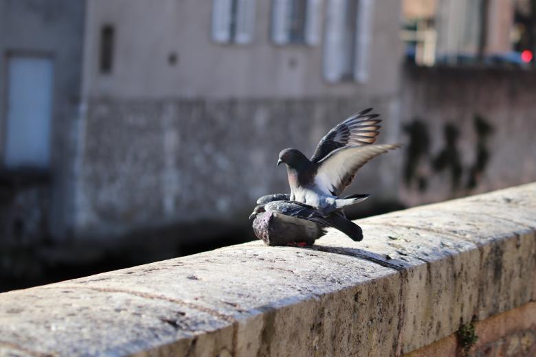 Free stock image of Pigeon on duty! created by GAIMARD Jacques