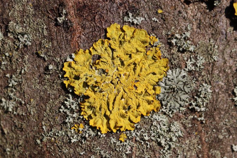 Free stock image of Yellow Lichen created by GAIMARD Jacques