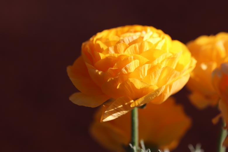 Free stock image of Mid-march splendid yellow flower created by GAIMARD Jacques