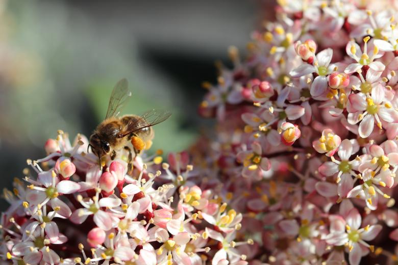 Free stock image of Bee on duty! created by GAIMARD Jacques
