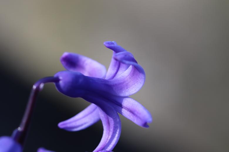 Free stock image of Hyacinth flower close-up created by GAIMARD Jacques