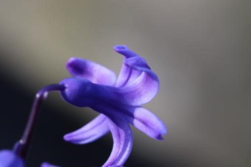 Hyacinth flower close-up - Free Stock Photo