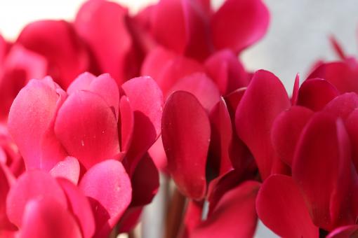 Red cyclamen close-up - Free Stock Photo