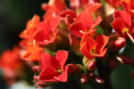 Free Stock Photo of Orange flowers close-up