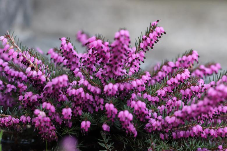 Free stock image of Purple Heather in a Cemetery created by GAIMARD Jacques