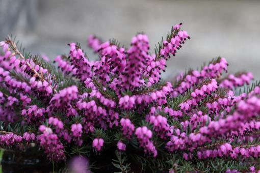 Purple Heather in a Cemetery - Free Stock Photo