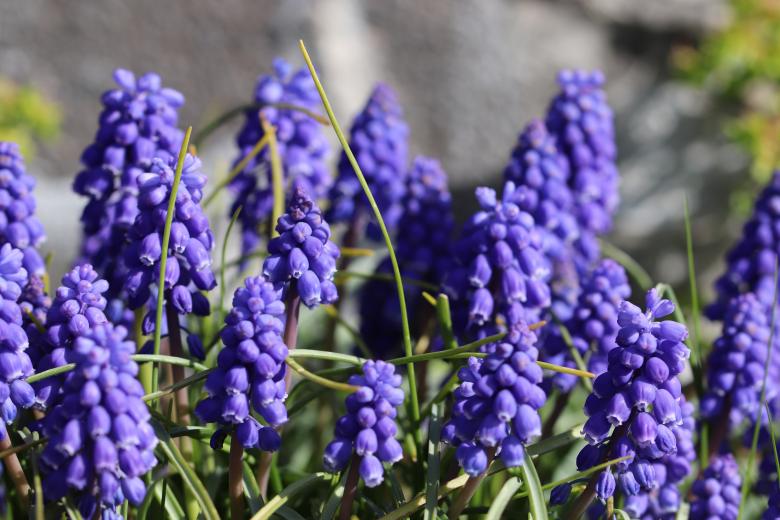 Free stock image of Muscaris Flowers created by GAIMARD Jacques
