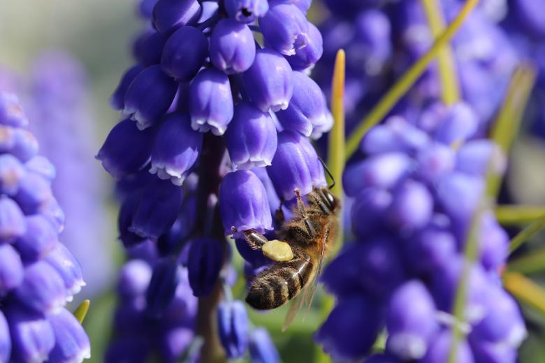 Free stock image of Bee Foraging on Muscaris Flower created by GAIMARD Jacques